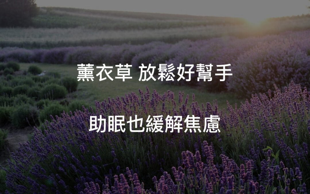 天然療法篇1—薰衣草助眠的功效與原理