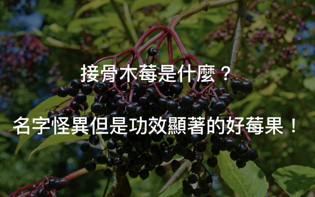 接骨木莓維他命聽起來很恐怖？4種功效報你知！