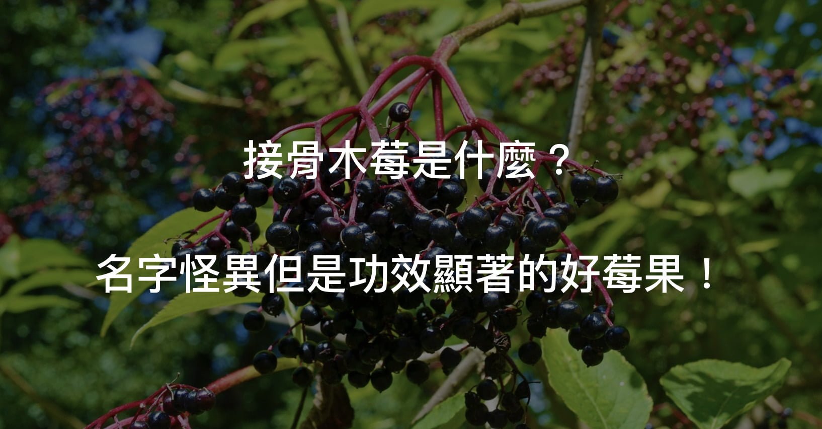 接骨木莓維他命？名字神秘吧，但是功效可是廣受歐洲人信任的喔