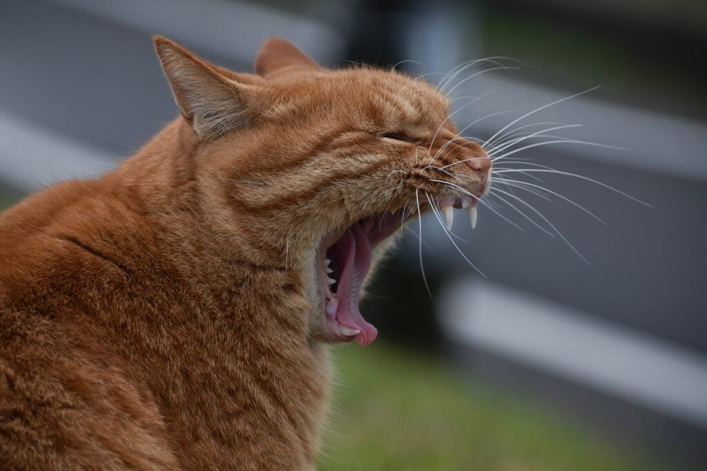 助眠與提升睡眠品質是芝麻素、芝麻明罪之名的功效