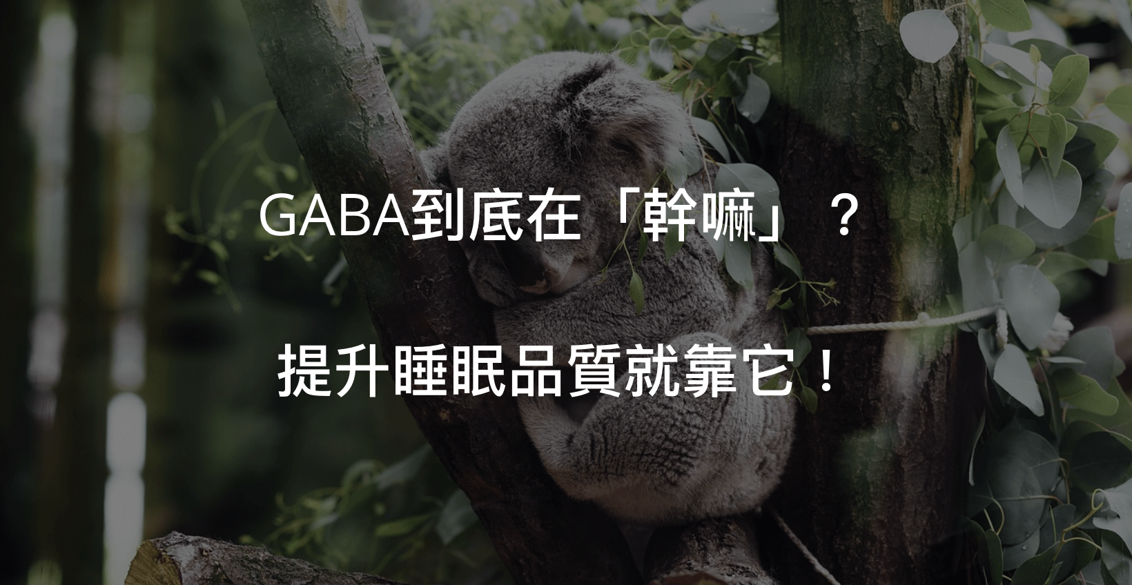無尾熊天天睡覺有沒有讓你很羨慕呢?那就快來了解GABA吧!