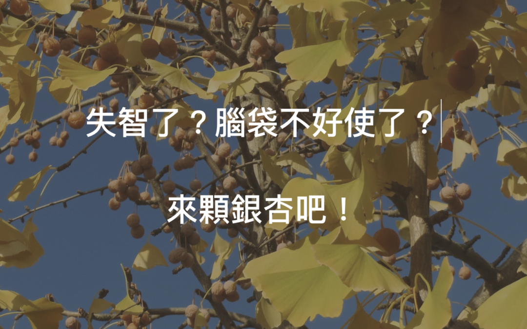 思緒能力退化?你不可不知銀杏的功效!