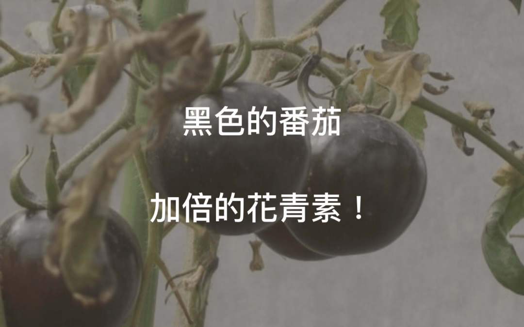 慟!發霉了嗎!?黑番茄的功效與歷史